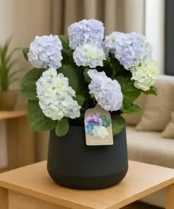 Same Day Flower Delivery in Amman, Jordan