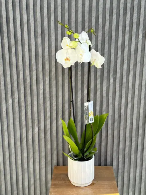 Flowers & Gifts Delivery Amman Jordan