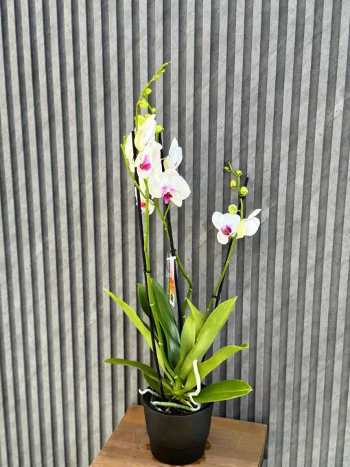 Flowers & Gifts Delivery Amman Jordan