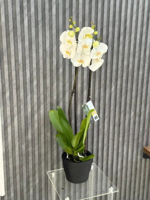 Flowers & Gifts Delivery Amman Jordan