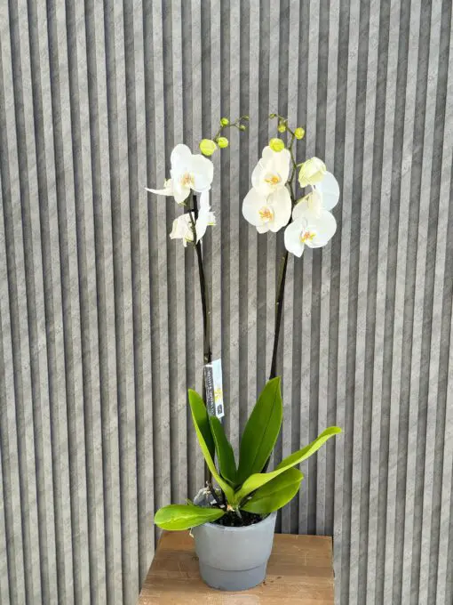 Flowers & Gifts Delivery Amman Jordan