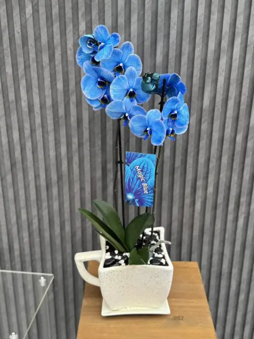 Flowers & Gifts Delivery Amman Jordan