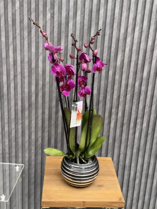 Flowers & Gifts Delivery Amman Jordan