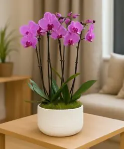 Same Day Flower Delivery in Amman, Jordan