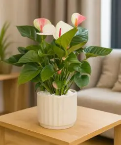 Same Day Flower Delivery in Amman, Jordan