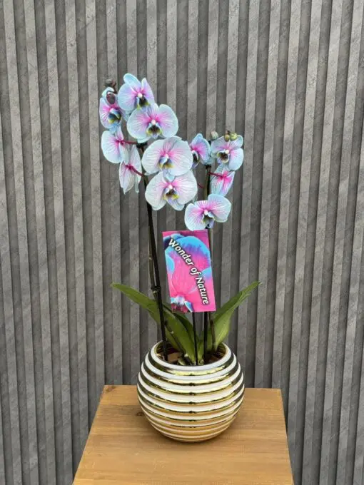 Flowers & Gifts Delivery Amman Jordan