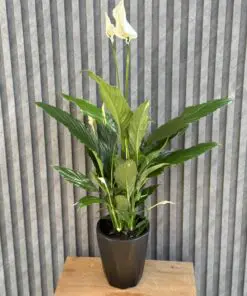 Flowers & Gifts Delivery Amman Jordan