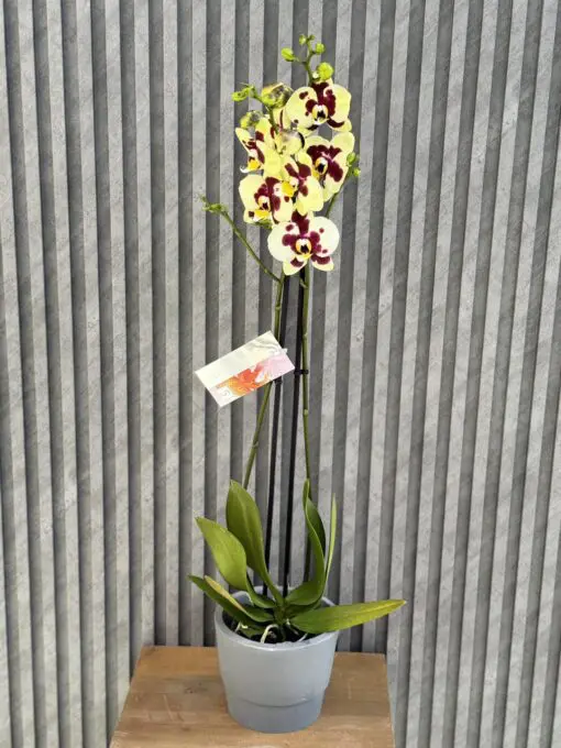 Flowers & Gifts Delivery Amman Jordan