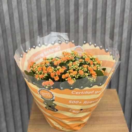 Flowers & Gifts Delivery Amman Jordan