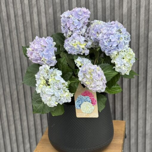 Flowers & Gifts Delivery Amman Jordan