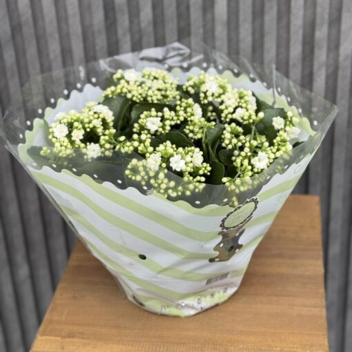 Flowers & Gifts Delivery Amman Jordan