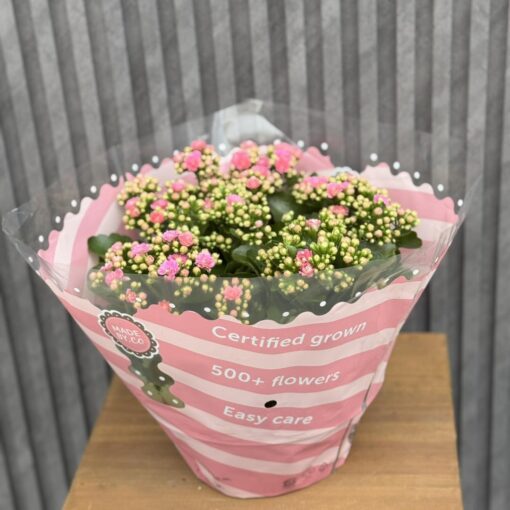 Flowers & Gifts Delivery Amman Jordan