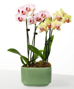 Flowers & Gifts Delivery Amman Jordan