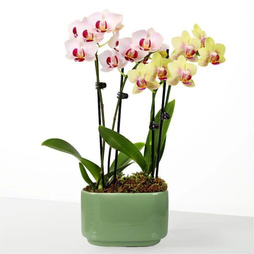 Flowers & Gifts Delivery Amman Jordan