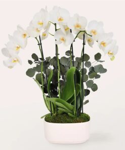 Flowers & Gifts Delivery Amman Jordan