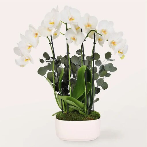 Flowers & Gifts Delivery Amman Jordan