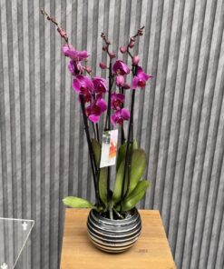 Flowers & Gifts Delivery Amman Jordan