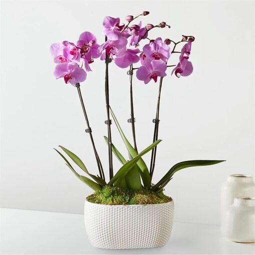 Flowers & Gifts Delivery Amman Jordan