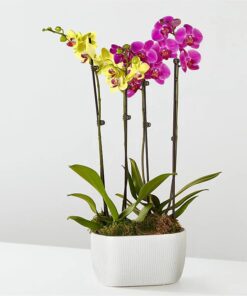 Flowers & Gifts Delivery Amman Jordan