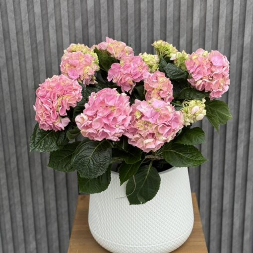 Flowers & Gifts Delivery Amman Jordan
