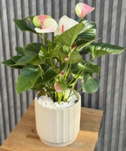 Flowers & Gifts Delivery Amman Jordan