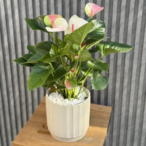 Flowers & Gifts Delivery Amman Jordan