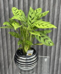 Flowers & Gifts Delivery Amman Jordan