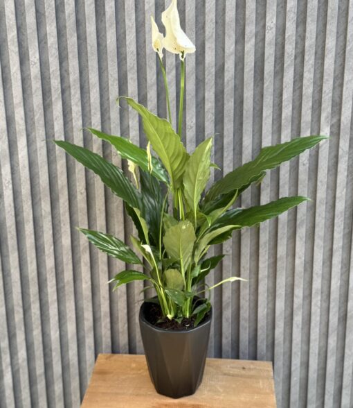 Flowers & Gifts Delivery Amman Jordan