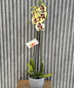 Flowers & Gifts Delivery Amman Jordan
