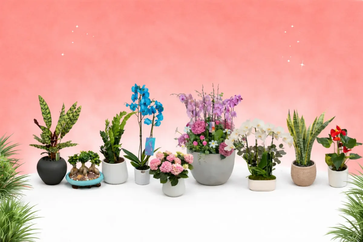 Indoor & Office Plants Delivery in Amman