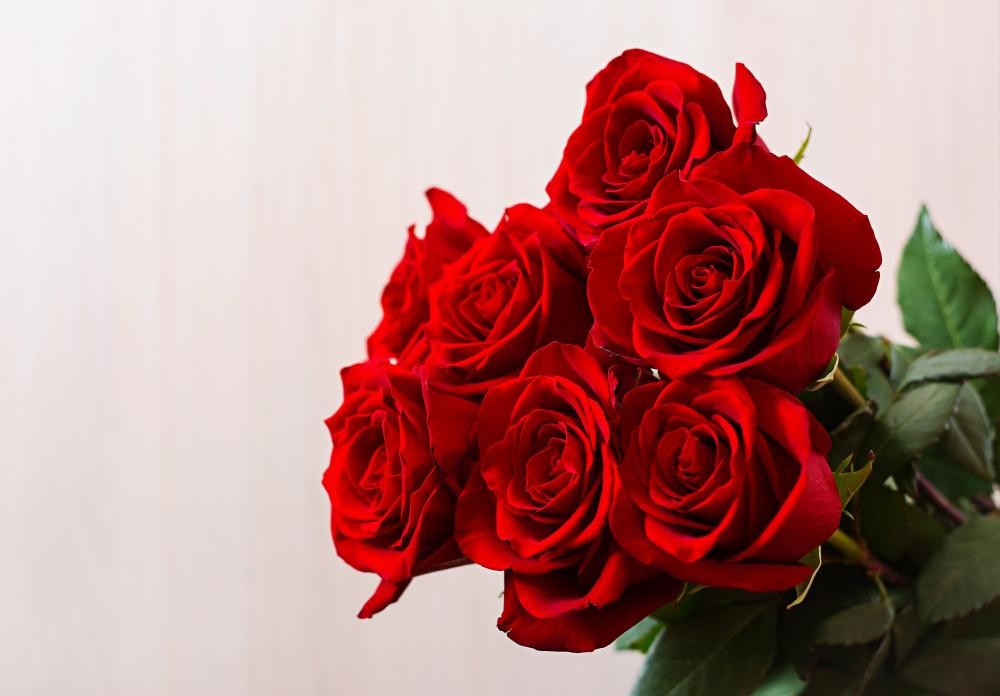 Red Roses Anniversary Flowers in Jordan | Red Roses Flower